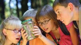 Junior Entomologist